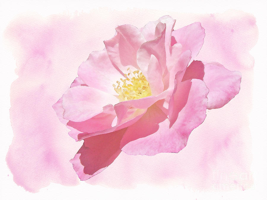Rose - Pink Blush Photograph by Carol Senske