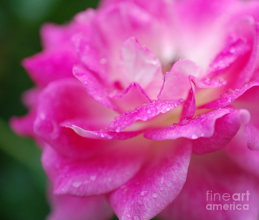 Rose Pink Photograph by First Star Art