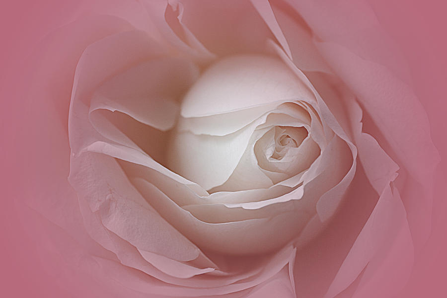 Rose Photograph - Rose Pink Mists by Edesigns Florals