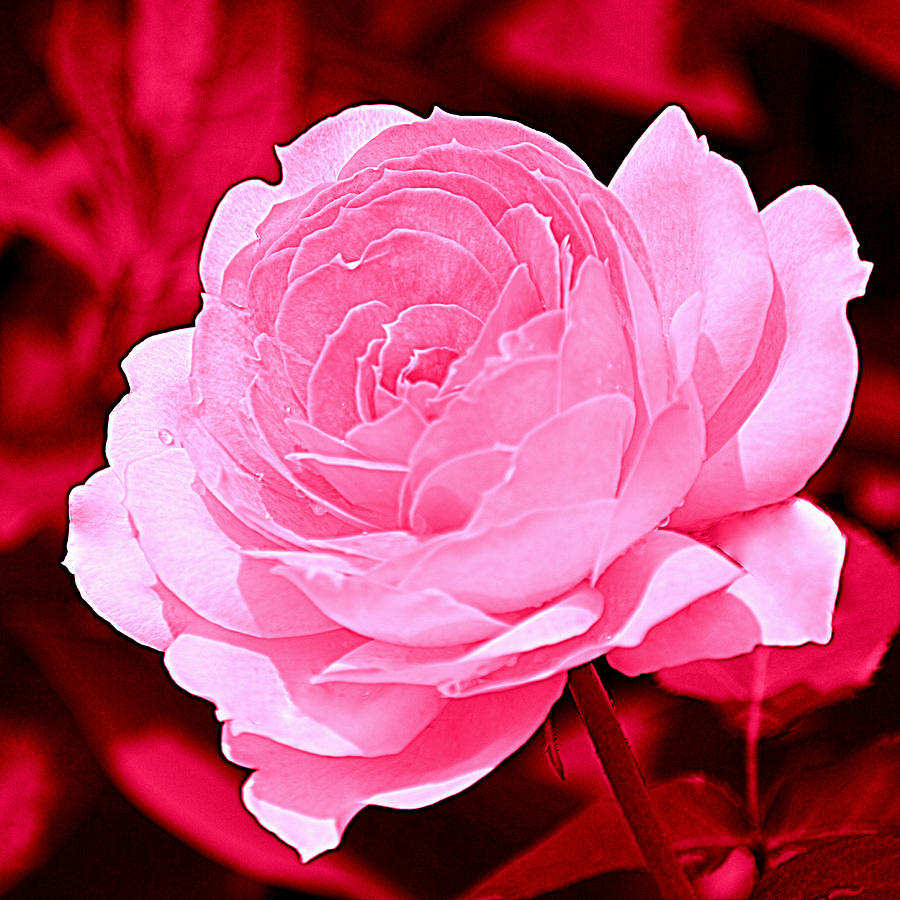 Rose Pink Red  Photograph by Joan Han