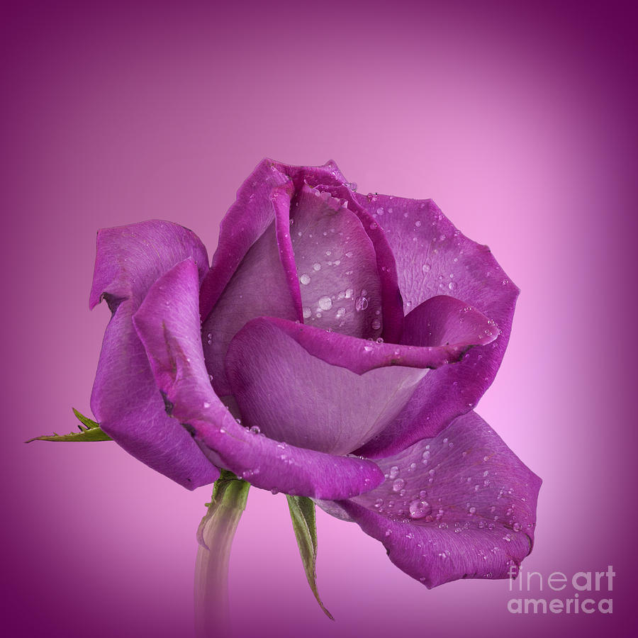 Rose Pink Rose Photograph by Shirley Mangini