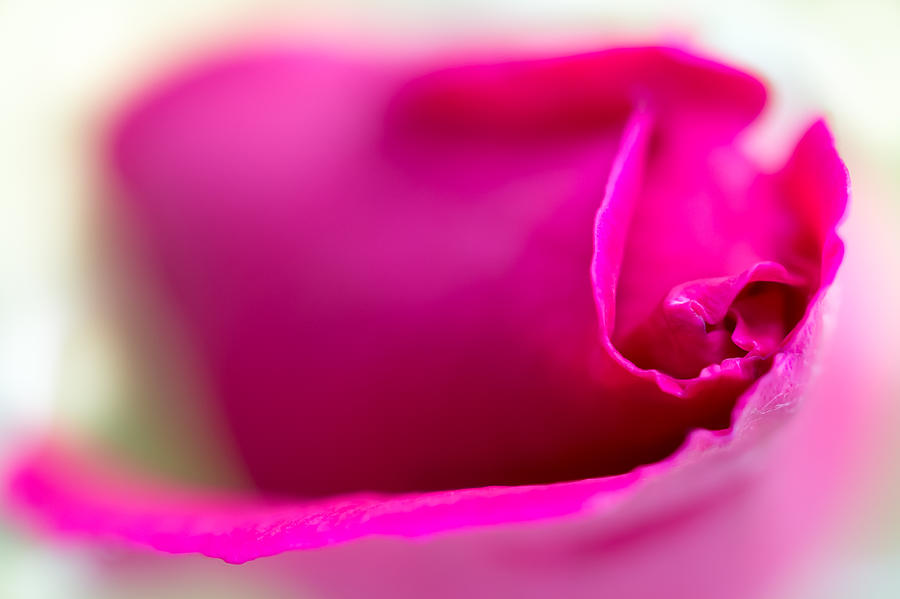 Rose Pink Photograph by Steve Stephenson