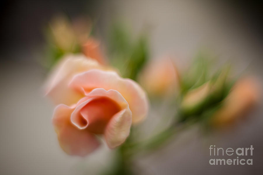 Flower Photograph - Rose Pirouette by Mike Reid