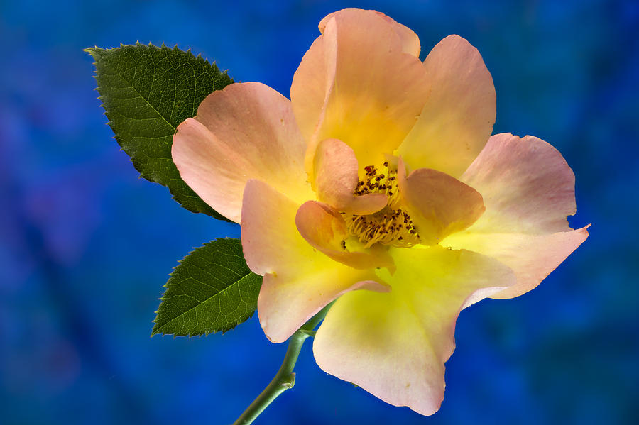 Nature Photograph - Rose Portrait by Jean Noren