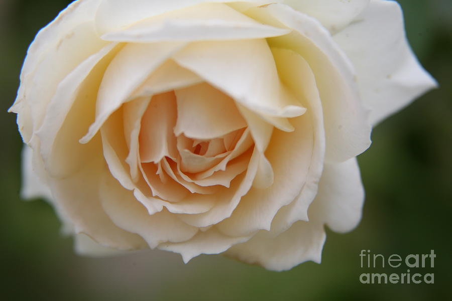 Rose... Pure and simple  Photograph by Lynn England