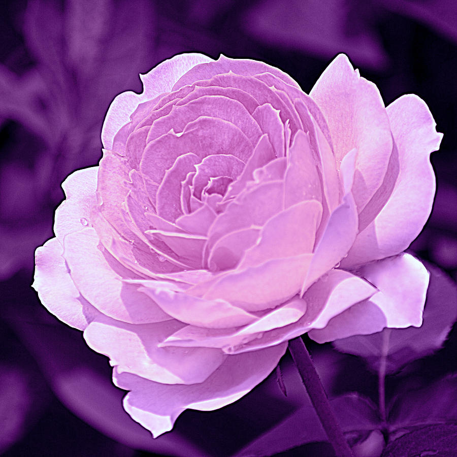 Rose Purple I Photograph by Joan Han