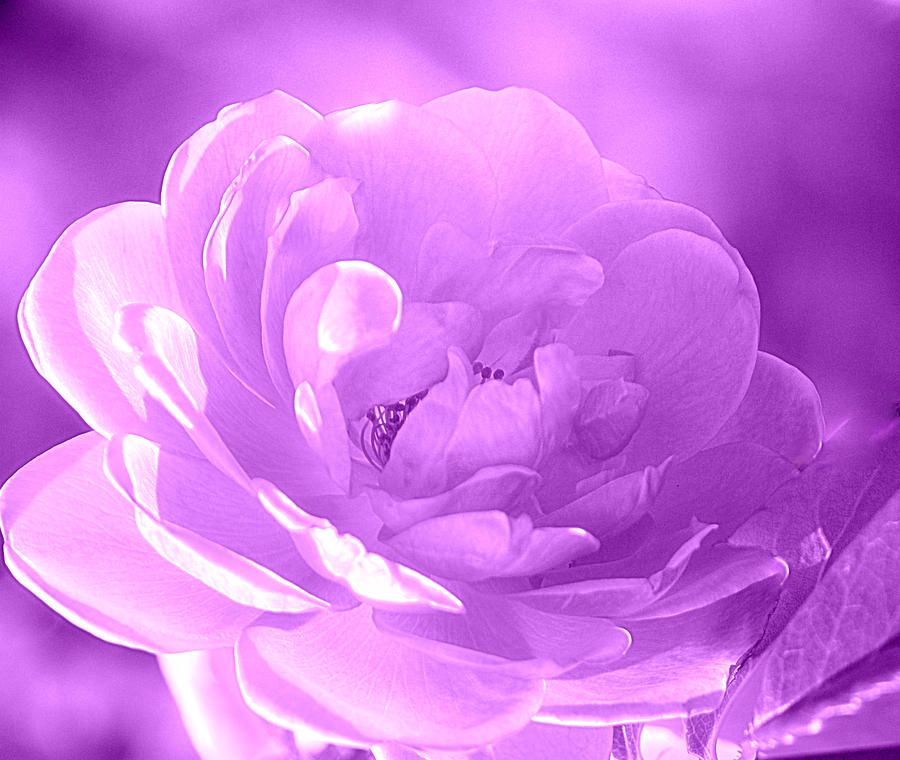 Rose Purple Photograph by Joan Han