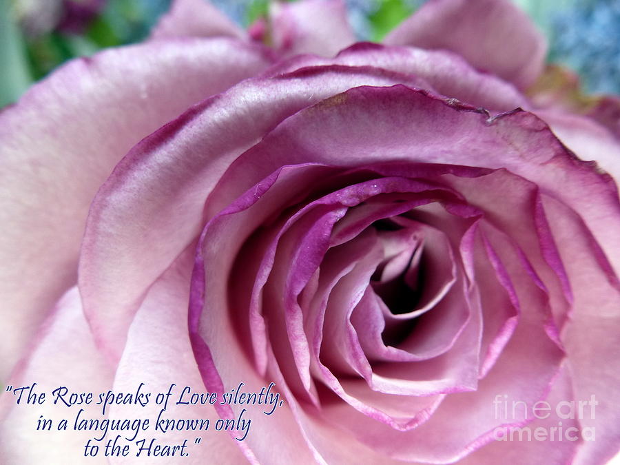 Rose Quote Photograph by Mars Besso