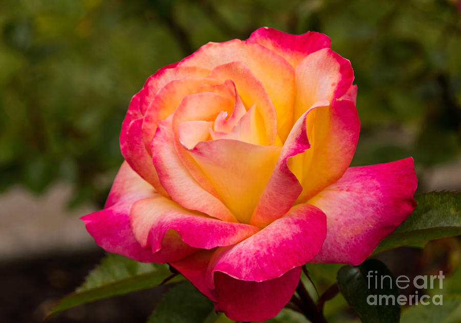 Flower Photograph - Rose Rainbow Sorbet by Kate Brown