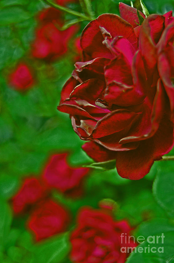 Rose Red by jrr Photograph by First Star Art