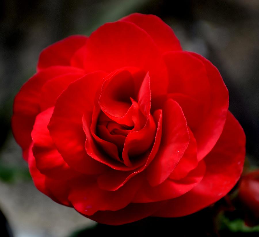 Rose Red Photograph by Deena Stoddard
