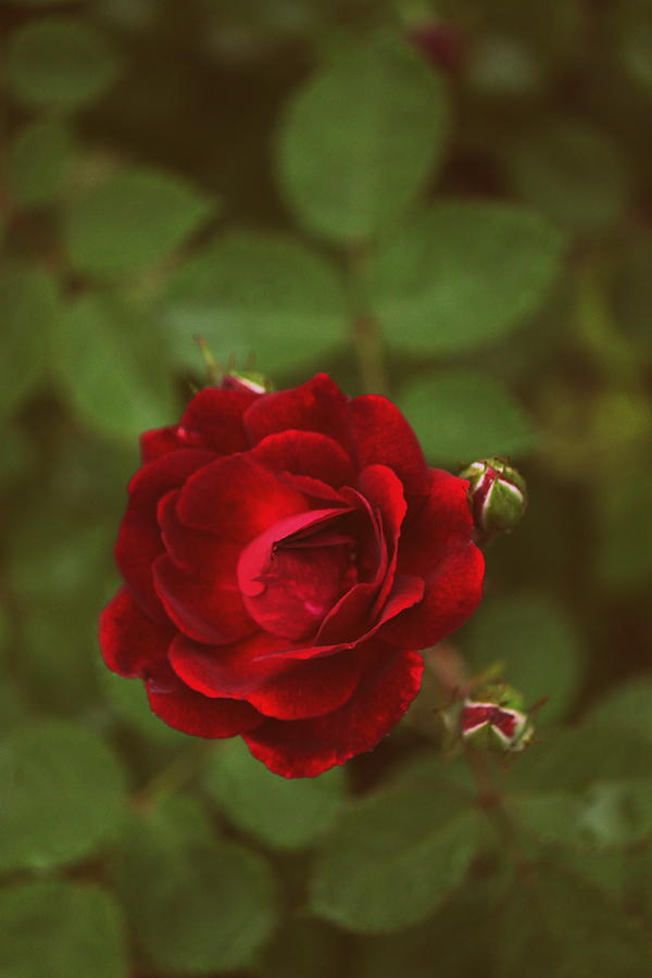 Rose Red Photograph by Jennifer E Doll