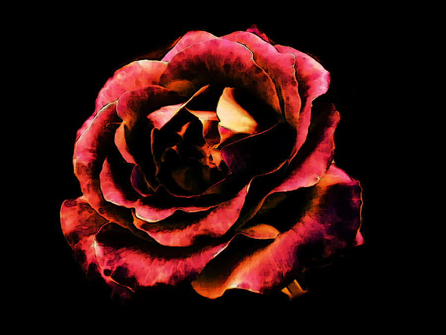 Rose Red Photograph by Sophia Gaki Artworks
