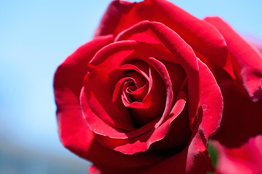Rose Red Photograph by Teri Schuster