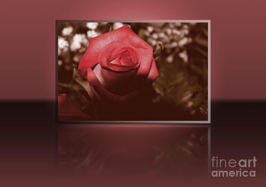 Up Movie Photograph - Rose reflection 1 by Claudia M Photography