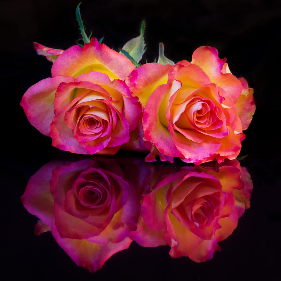 Flower Photograph - Rose reflections by Pete Hemington