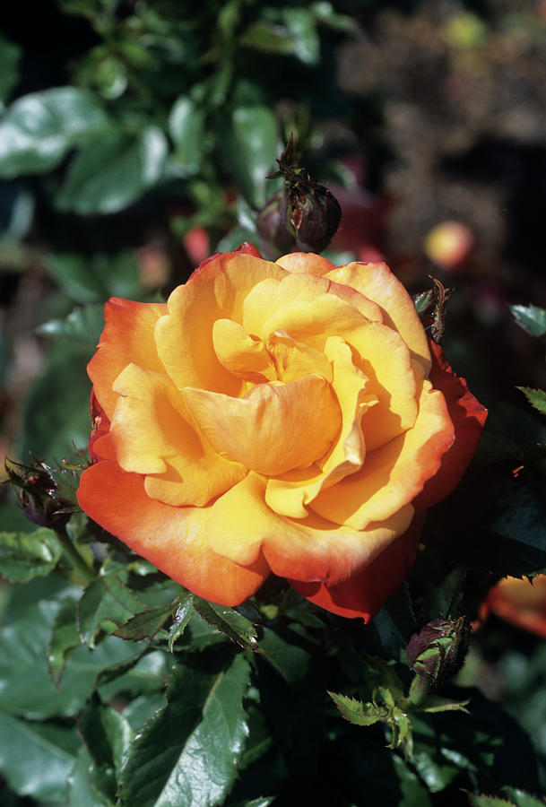Rose remember Me Flower Photograph by Science Photo Library Rose remember Me Flower Photograph by Science Photo Library