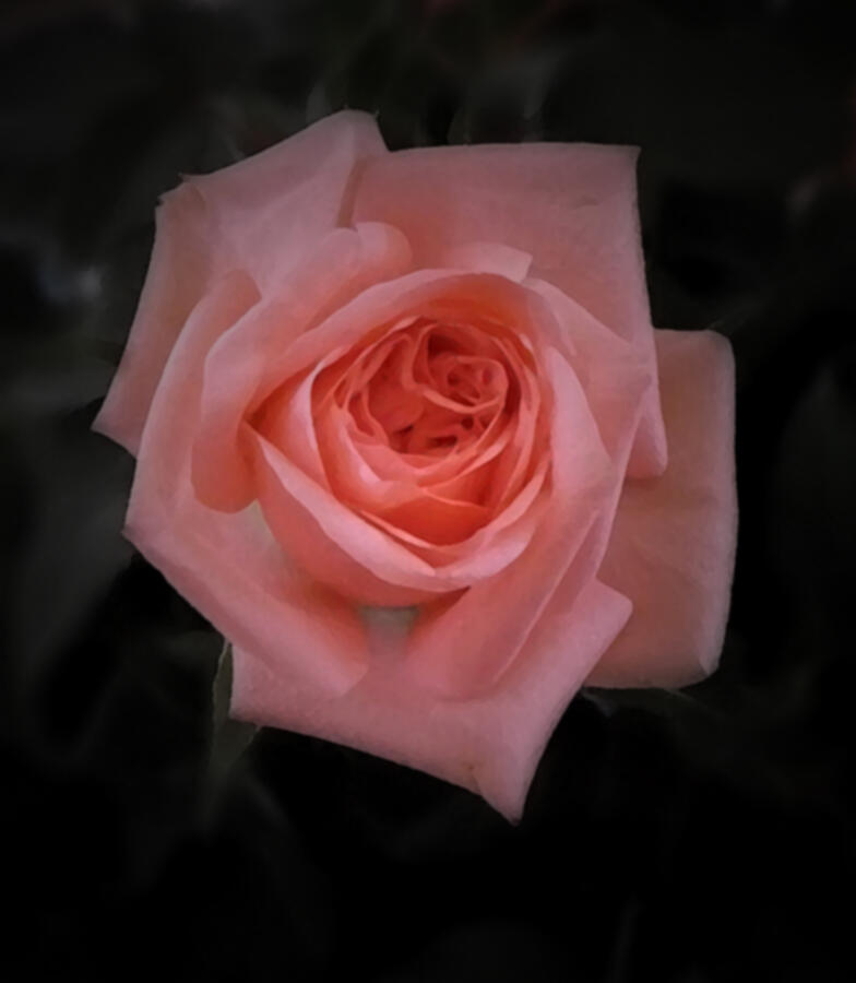 Spring Photograph - Rose by Richard Andrews