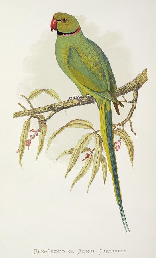 Parakeet Photograph - Rose-ringed Parakeet by Natural History Museum, London/science Photo Library