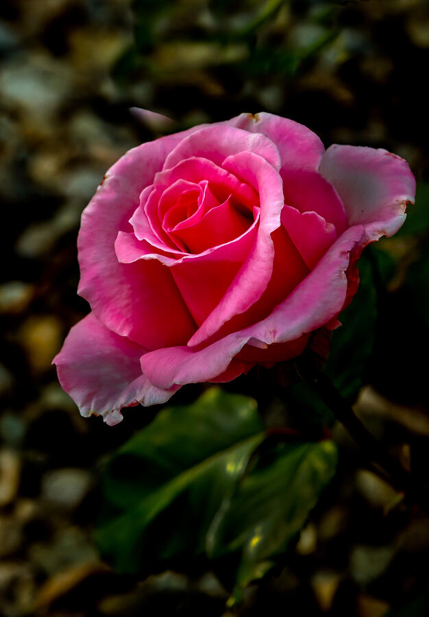 Rose Photograph by Robert Bales