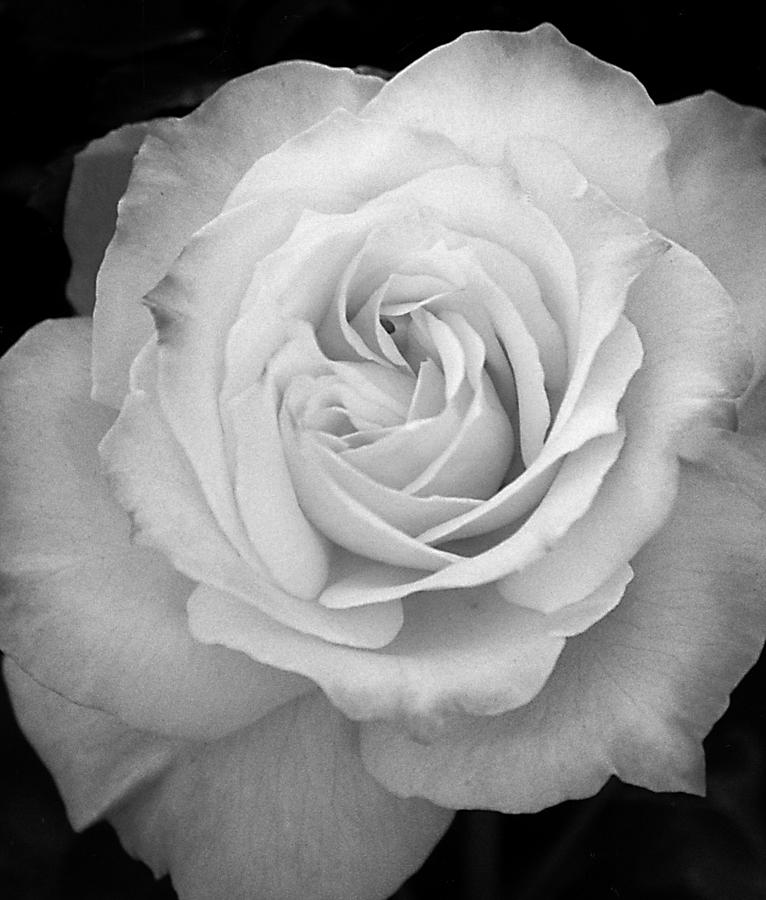 Rose Photograph by Robert Lozen
