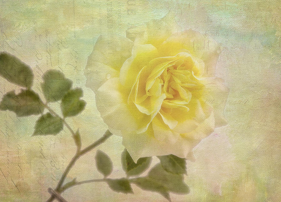 Flower Photograph - Yellow Rose  by Robert Murray