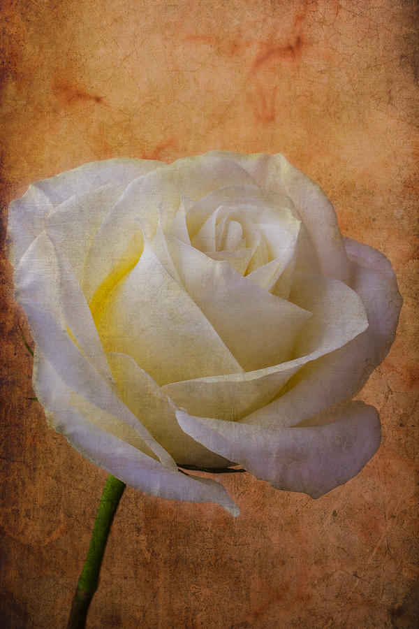 Rose Photograph - Rose Romance by Garry Gay