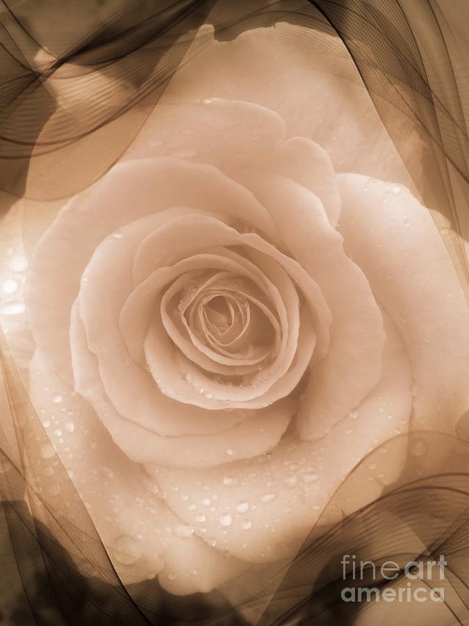 Rose Romance Photograph by Susan Garren