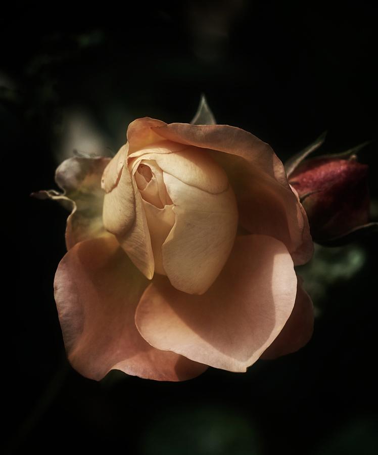 Rose Romantica Photograph by Richard Cummings