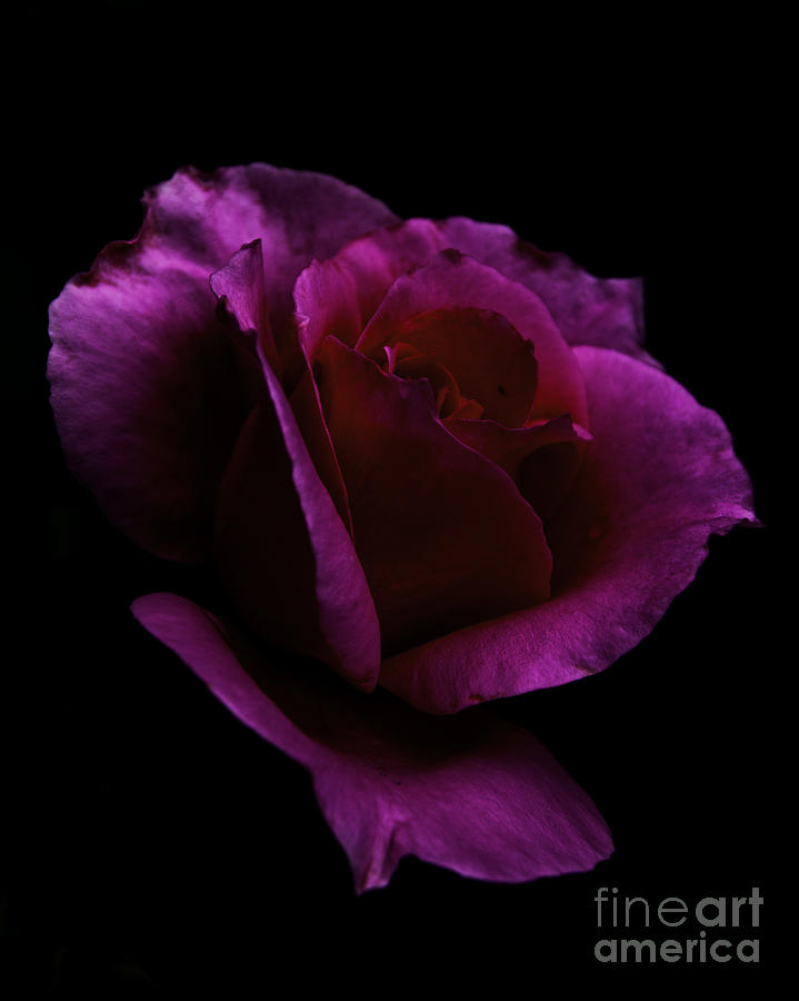 Rose Photograph by Ronald Grogan