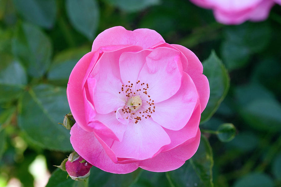 Rose (rosa ‘angela’) Photograph by Dan Sams/science Photo Library