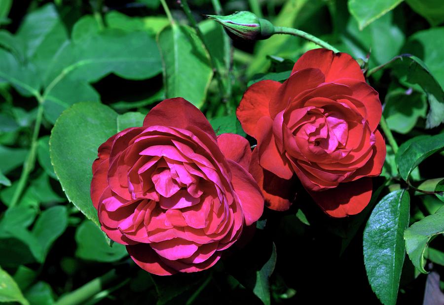 Rose (rosa ‘bengale Rouge’) Photograph by Brian Gadsby/science Photo