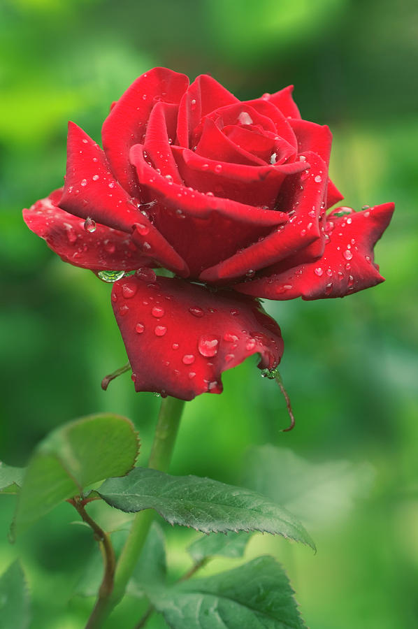 Rose (rosa 'black Magic') Photograph by Maria Mosolova/science Photo ...