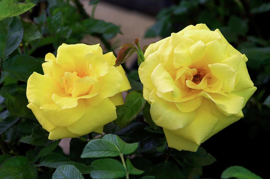 Rose (rosa 'bordure D'or') Photograph by Brian Gadsby/science Photo ...