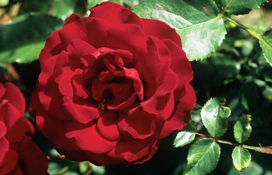 Nature Photograph - Rose (rosa crimson Cascade) Flower by Lesley G Pardoe/science Photo Library