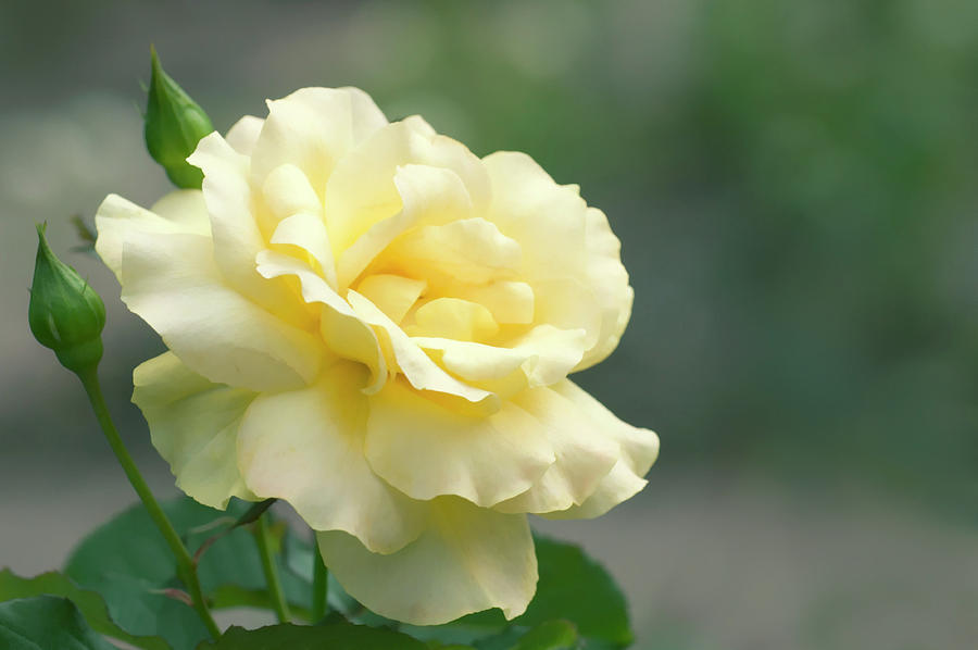 Rose (rosa 'elina') Photograph by Maria Mosolova/science Photo Library ...