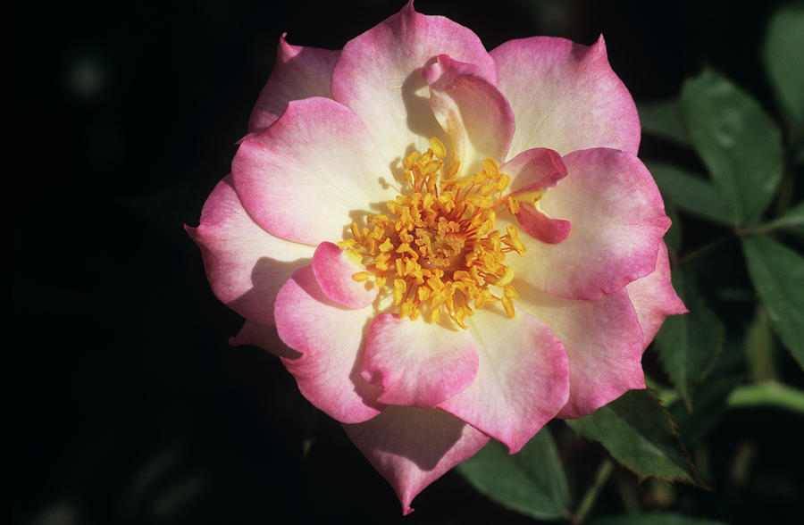 Nature Photograph - Rose (rosa Floribunda sweet Vivian) by Sally Mccrae Kuyper/science Photo Library