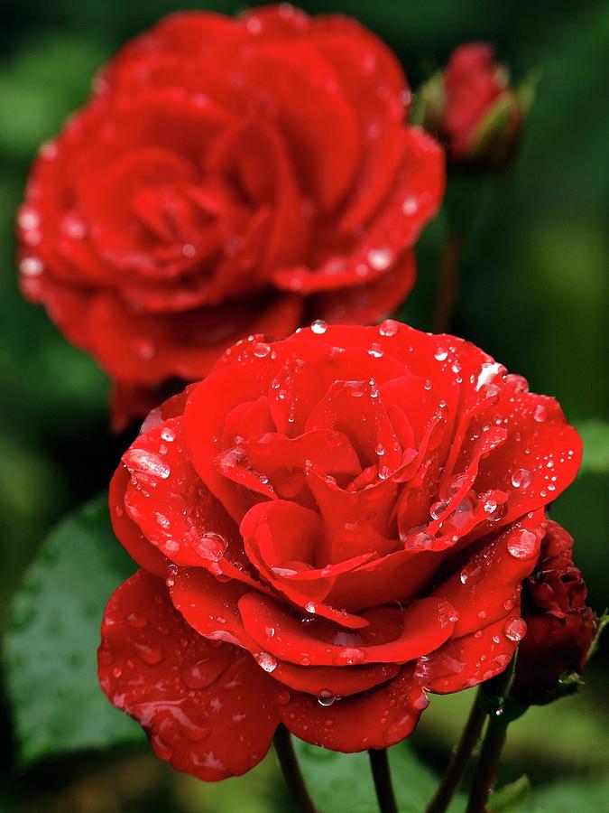 Rose (rosa fountain) Photograph by Ian Gowland/science Photo Library