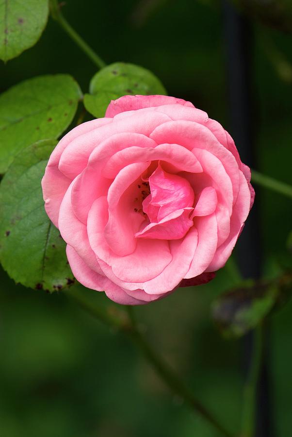 Rose (rosa galway Bay) Flower Photograph by Science Photo Library Rose (rosa galway Bay) Flower Photograph by Science Photo Library