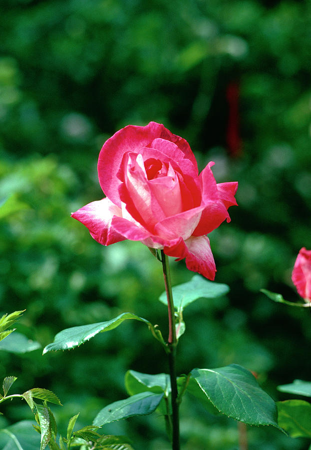 Rose (rosa gaujard) Photograph by Irene Windridge/science Photo Library