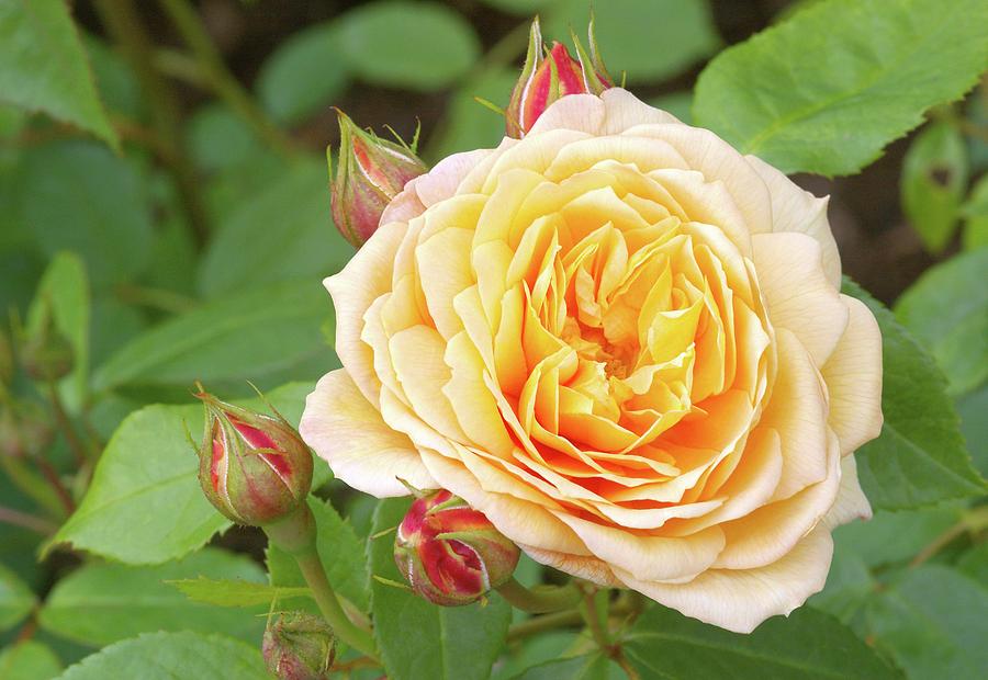 Rose (rosa 'grace' Auskeppy) Photograph By Neil Joy Science Photo 