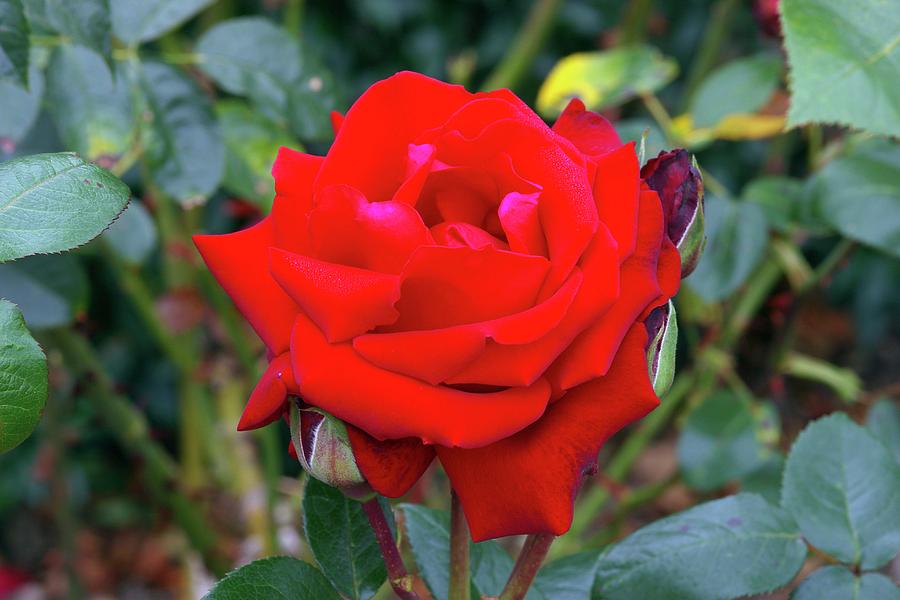 Rose (rosa 'ingrid Bergman (poulman)') Photograph by Neil Joy/science ...
