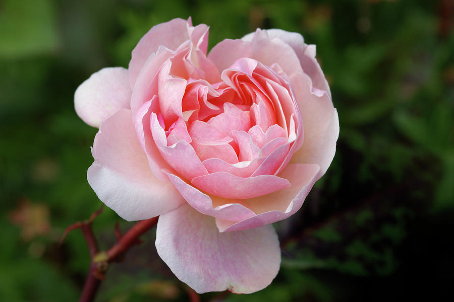 Rose (rosa irene Watts) Photograph by Neil Joy/science Photo Library