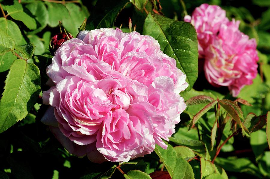 Rose Photograph - Rose (rosa jacques Cartier) by Brian Gadsby/science Photo Library