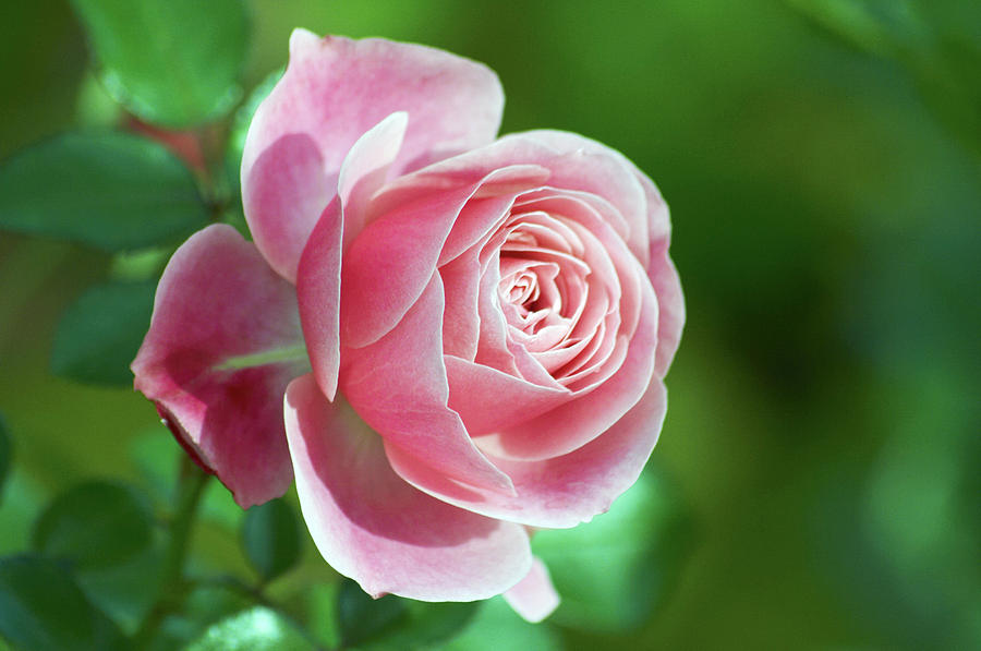 Rose (rosa leonardo Da Vinci) Photograph by Dan Sams/science Photo Library