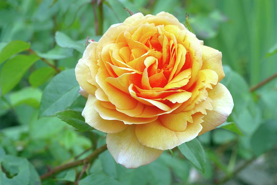 Rose (rosa 'louise Clements') Photograph by Neil Joy/science Photo ...