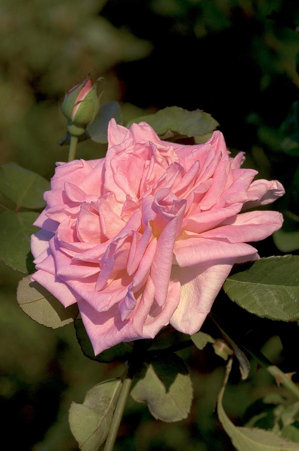 Rose (rosa mme Camille) Photograph by Brian Gadsby/science Photo Library