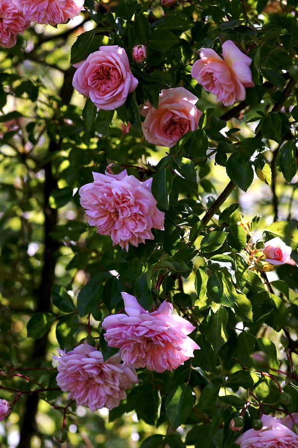 Rose (rosa 'paul Transon') Photograph by Brian Gadsby/science Photo ...