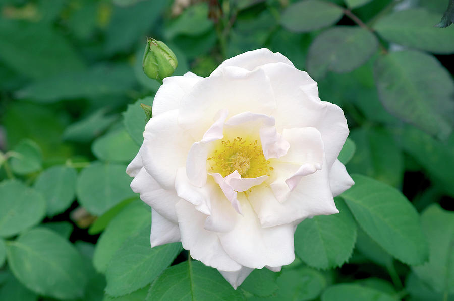 Rose (rosa pretty Lady) Photograph by Science Photo Library Rose (rosa pretty Lady) Photograph by Science Photo Library
