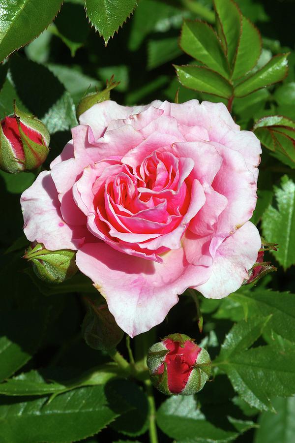 Rose (rosa Pretty Polly meitonje) Photograph by Science Photo Library Rose (rosa Pretty Polly meitonje) Photograph by Science Photo Library